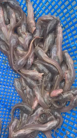 Catfish Seedlings