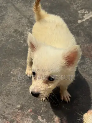 0-1 month Female Purebred American Eskimo