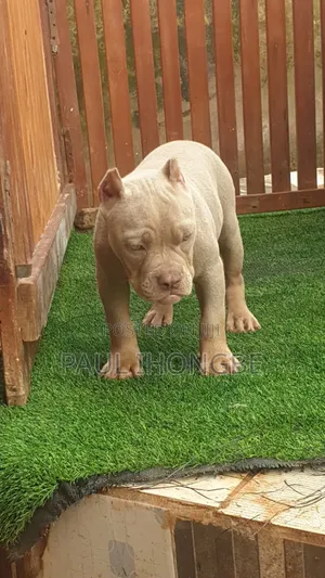 1-3 months Male Purebred American Bully