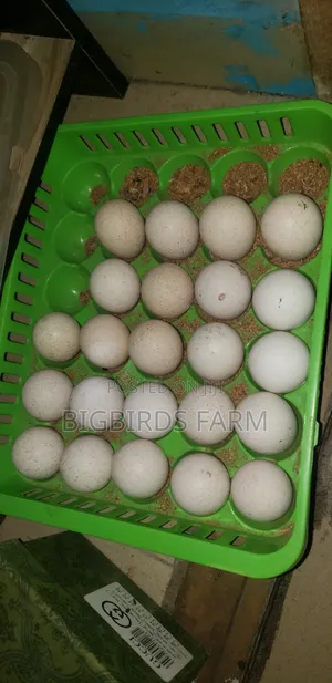 Fertile Turkey Eggs