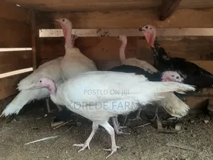Old Turkey Layer