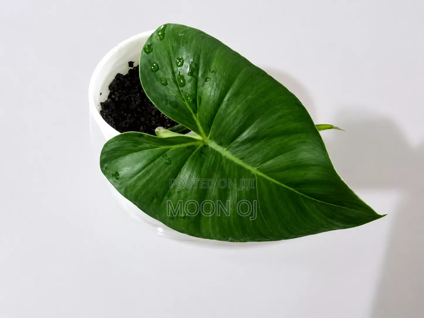 Philodendron