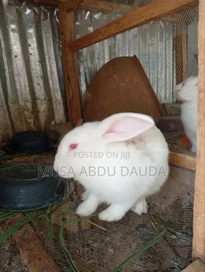 Cute Healthy Rabbits