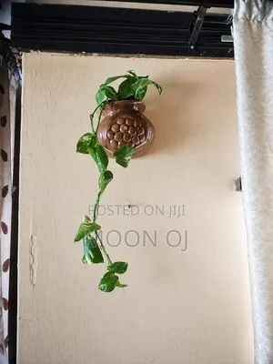 Pothos Plant
