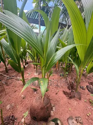 Hybrid and Dwarf Cocout Seedling