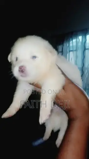 1-3 months Female Purebred American Eskimo