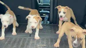 1-3 months Female Mixed Breed American Pit Bull Terrier
