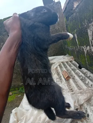 Healthy, Active, and Well-Cared-for Rabbits Are Now Available!