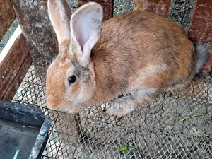Healthy, Active, and Well-Cared-for Rabbits Are Now Available!