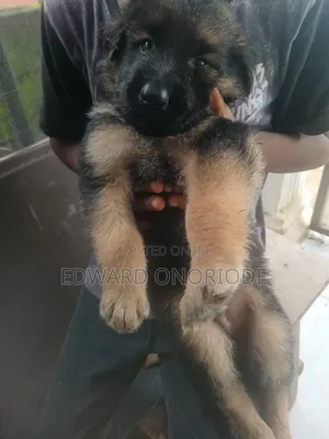 1-3 months Male Purebred German Shepherd