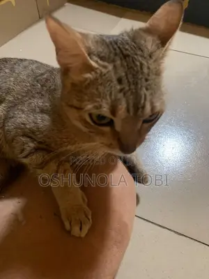 6-12 months Female Mixed Breed Cat
