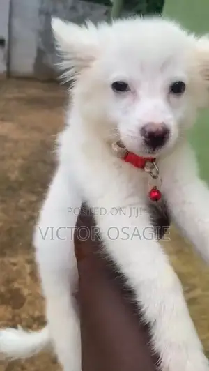 1-3 months Male Purebred American Eskimo