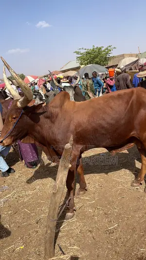 Affordable Cow,Ram and Goat for Sale