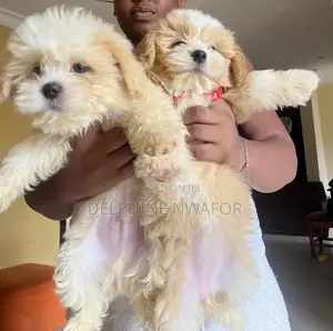 1-3 months Male Purebred Maltese