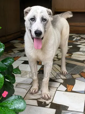 3-6 months Female Purebred Alabai
