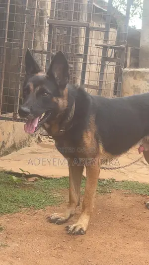 1+ year Male Purebred German Shepherd