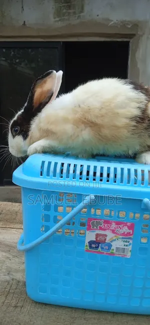 Quality Adult Male Stud Rabbit Available for Sale