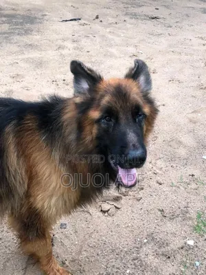 1+ year Male Purebred German Shepherd
