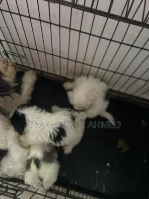 1-3 months Male Purebred Lhasa Apso