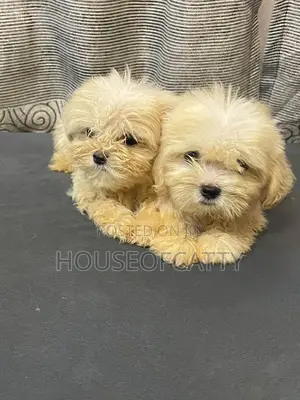 1-3 months Female Purebred Shih Tzu