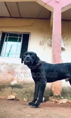 1+ year Male Purebred Cane Corso