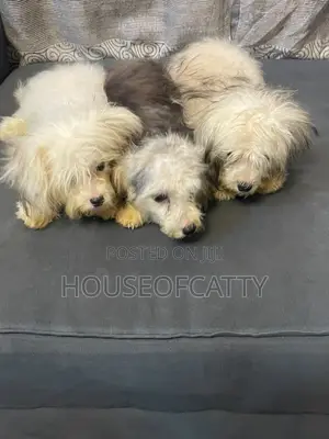 6-12 months Male Purebred Lhasa Apso