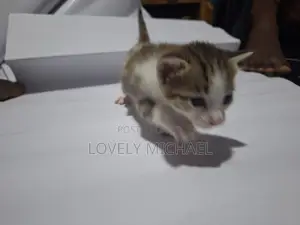 0-1 month Male Purebred American Shorthair