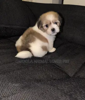 0-1 month Female Purebred Lhasa Apso