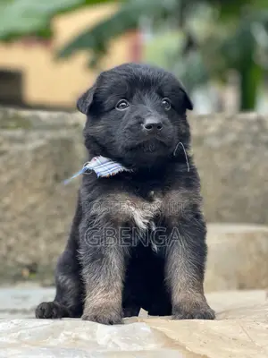 1-3 months Male Purebred German Shepherd