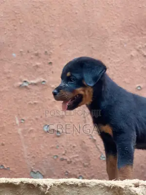 1-3 months Female Purebred Rottweiler