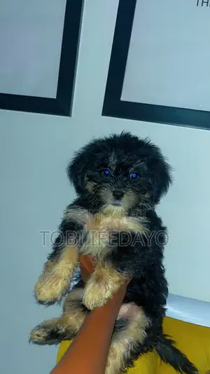 1-3 months Female Purebred Lhasa Apso