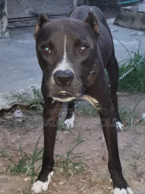 1+ year Male Purebred American Pit Bull Terrier