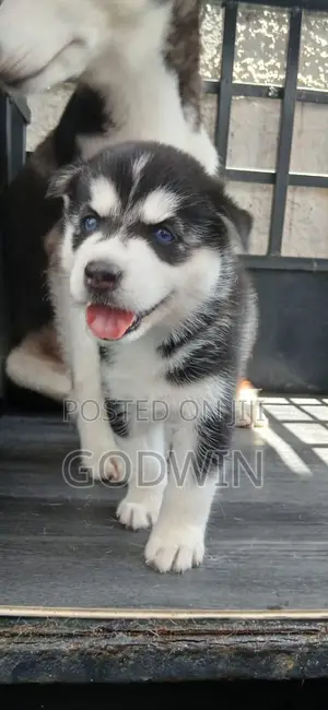 1-3 months Female Purebred Siberian Husky