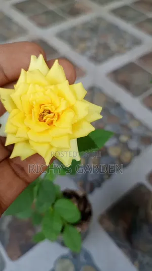 Live Plant Yellow Roses