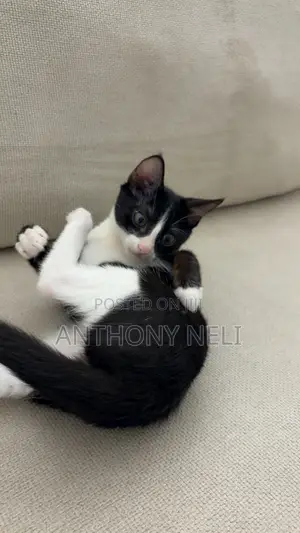 1-3 months Female Purebred American Shorthair