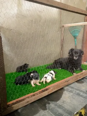 0-1 month Female Purebred Chihuahua