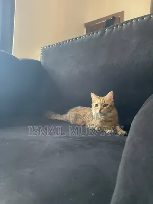 1+ year Female Purebred Turkish Angora