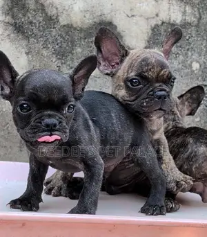 1-3 months Male Purebred French Bulldog