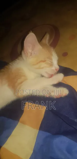 3-6 months Female Purebred Tabby