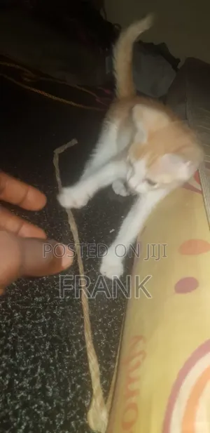 3-6 months Female Purebred American Shorthair