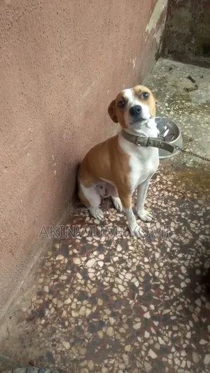 1-3 months Female Purebred American Pit Bull Terrier