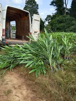 Malaysia Supergen Oil Palm Seedlings