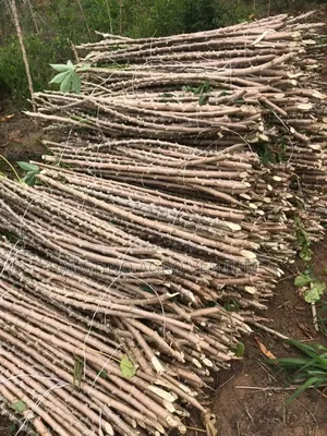 Hybrid Cassava Stems for Planting Available