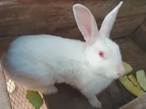 Matured New Zealand Rabbit