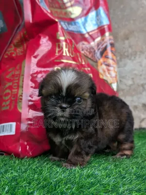 1-3 months Male Purebred Shih Tzu