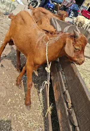 Native Goats Ogunfe, Ram, Sheep