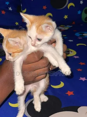 1-3 months Male Purebred American Shorthair