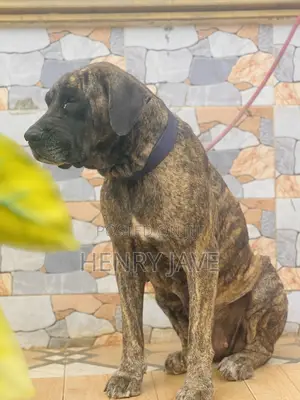 1+ year Female Purebred Boerboel