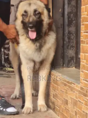 1+ year Female Purebred Caucasian Shepherd