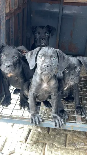 1-3 months Female Purebred Cane Corso